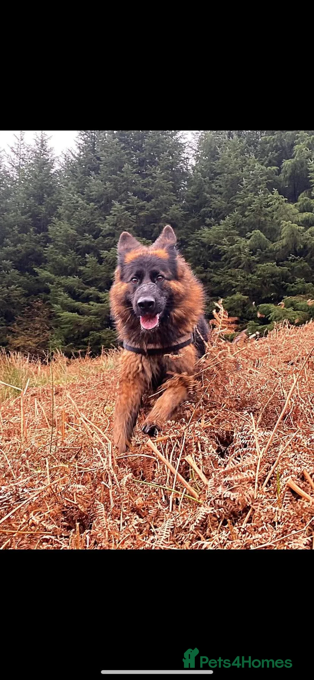 German Shepherd dogs for sale: 5 year old German shepherd, very friendly - Advert 6