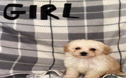 Toy Poodle dogs for sale: KC registered toy poodle puppies - Image 4
