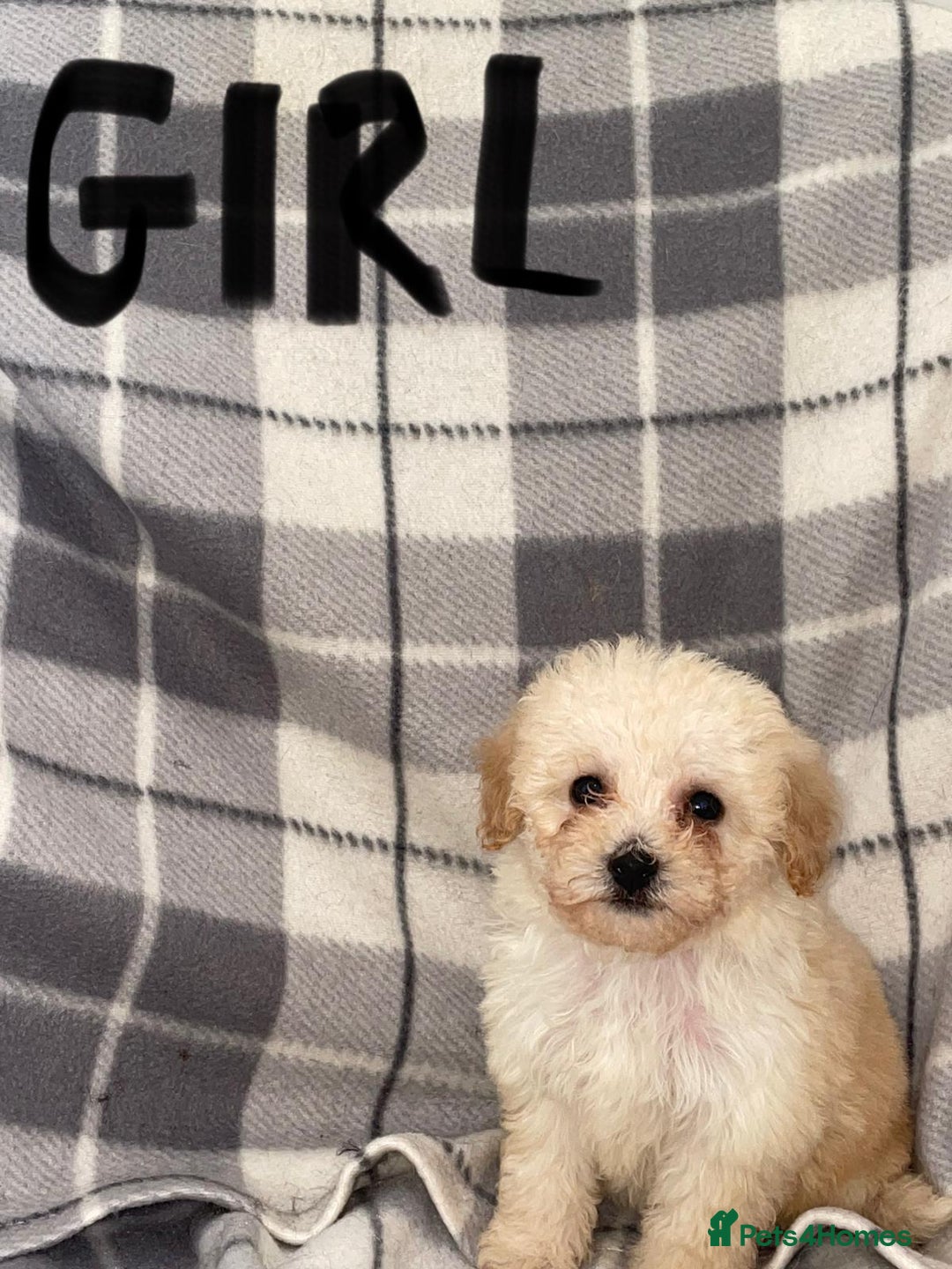 Toy Poodle dogs for sale: KC registered toy poodle puppies - Image 4