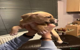 Mixed Breed dogs for sale: Boxer/Staff/Cane Corso Puppies for Sale - Advert 25