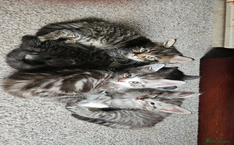 British Longhair cats - Advert 1