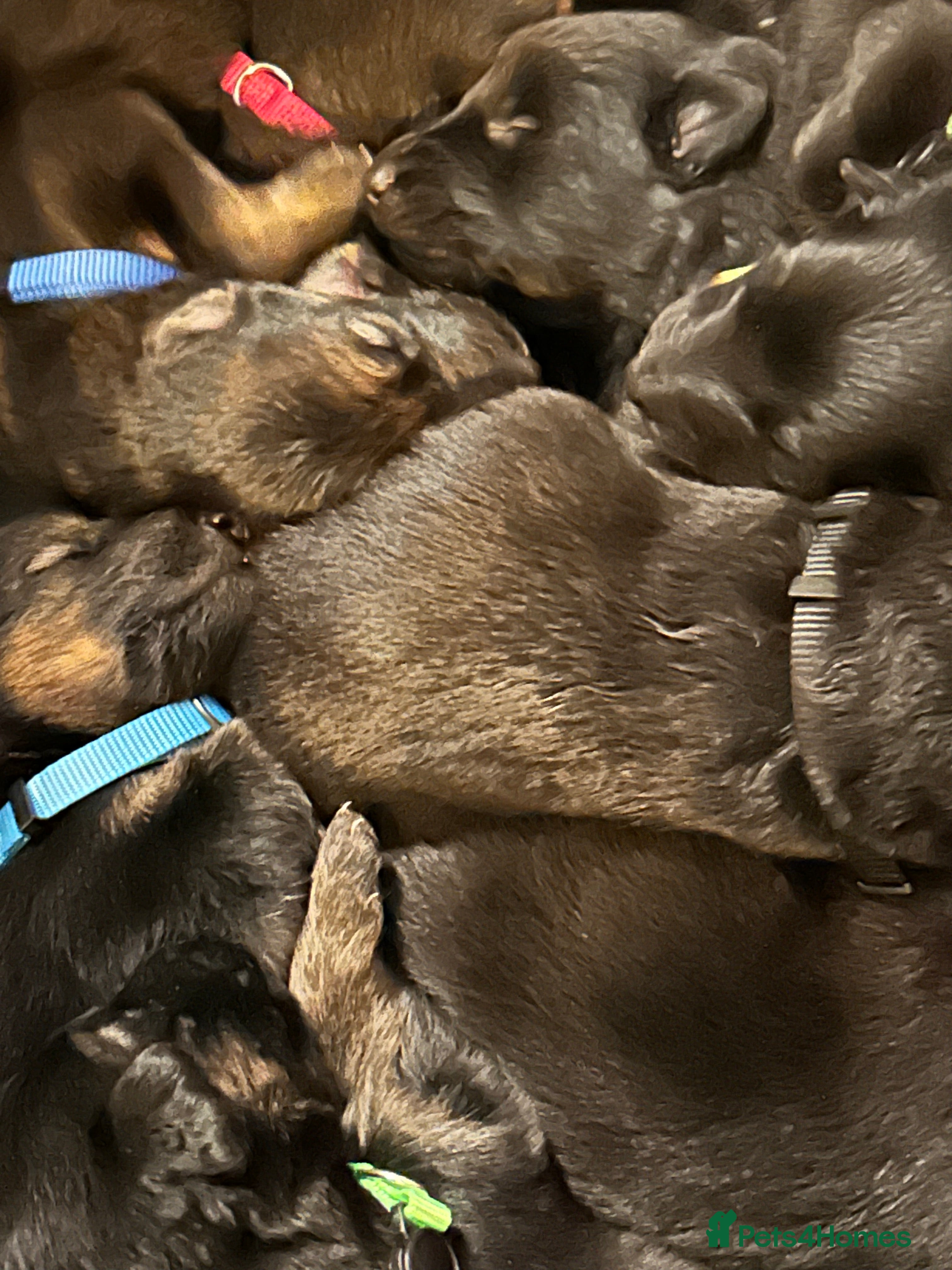 German Shepherd dogs Beautiful German shepherd puppies for sale - Advert 1