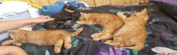 Mixed Breed cats for sale: We looking for home - Advert 12