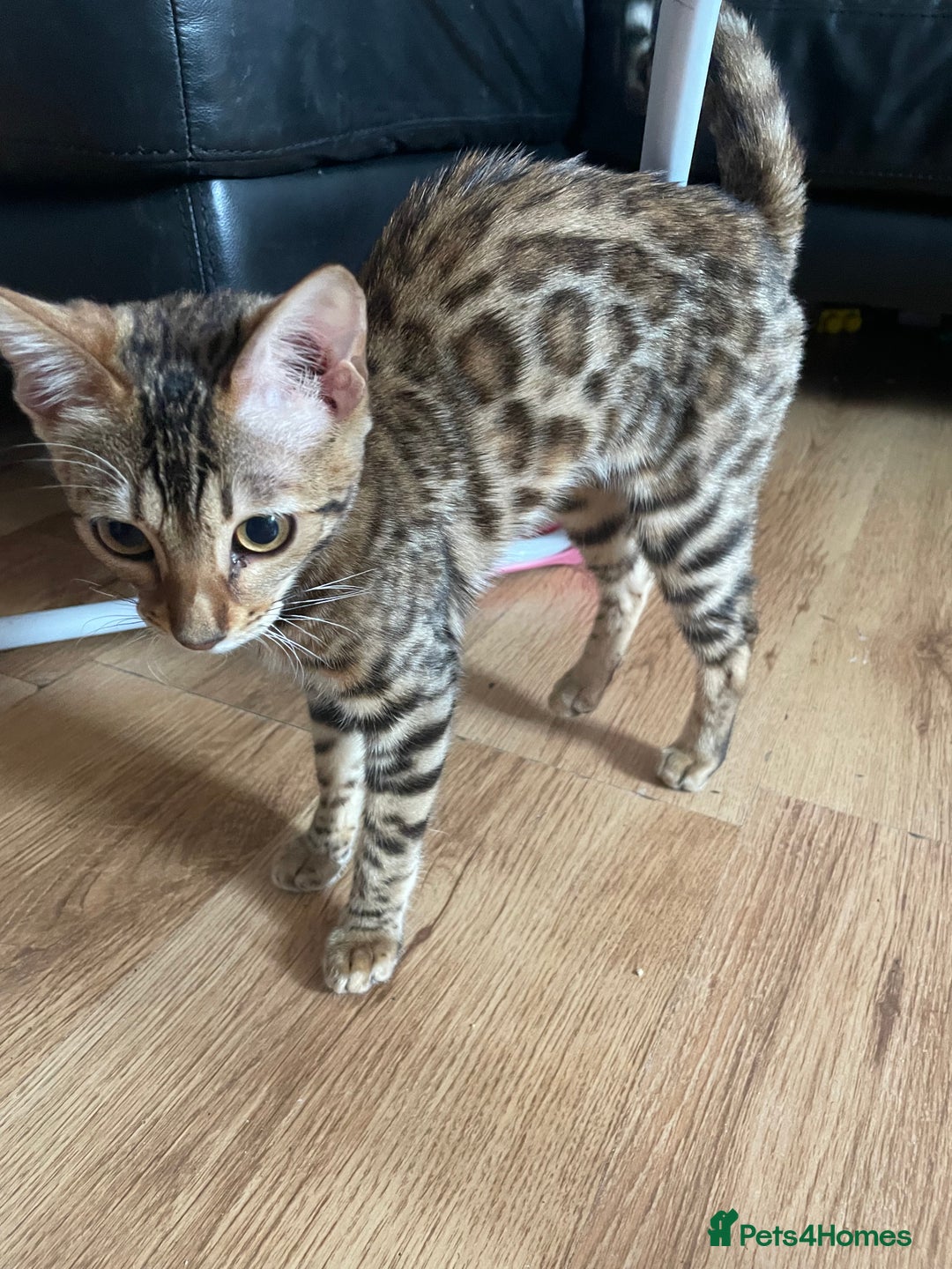 Bengal cats for sale: 6 month old female bengal for sale - Image 3