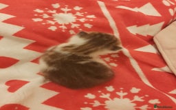 Mixed Breed cats for sale: Sell 3 Boys 1 girl  - Image 7