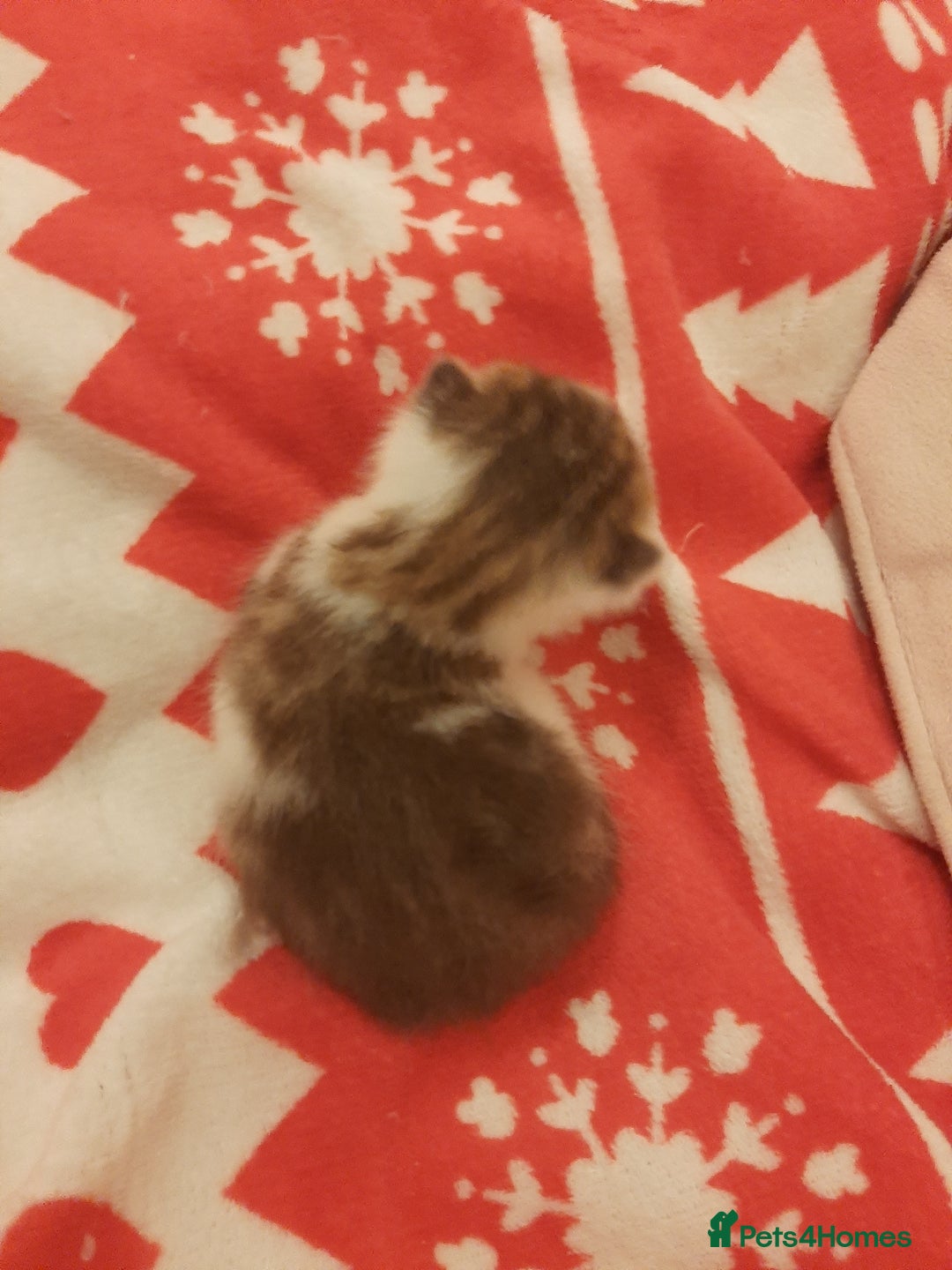 Mixed Breed cats for sale: Sell 3 Boys 1 girl  - Image 7