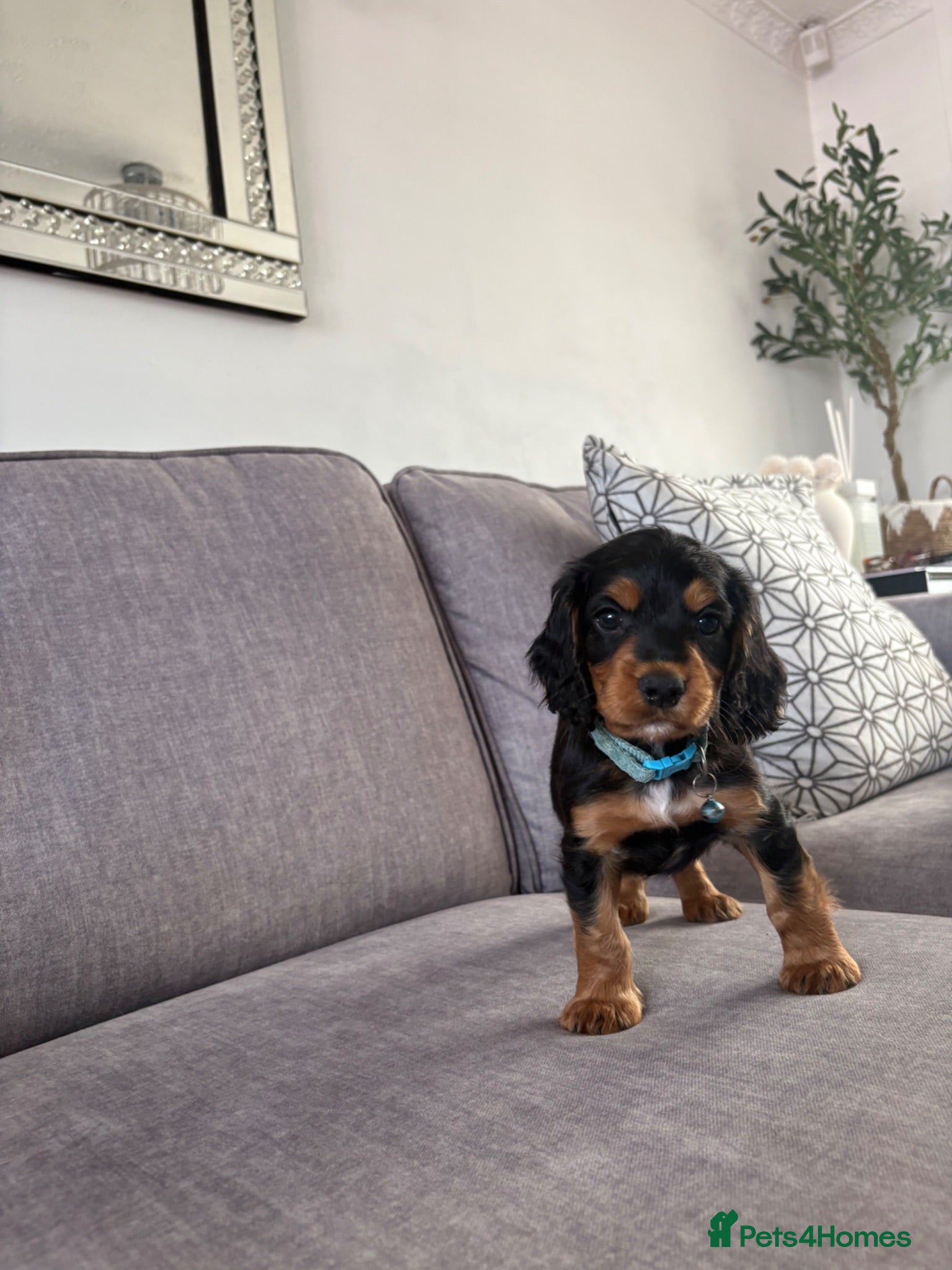 Cocker Spaniel dogs LAST REMAINING BLACK & TAN COCKER SPANIEL BOY PUP - Advert 1