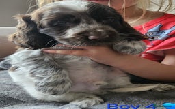 Cocker Spaniel dogs for sale: Stunning Show Cocker Spaniels - Image 17