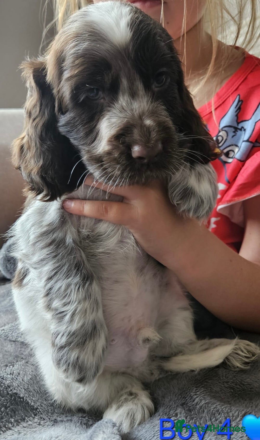 Cocker Spaniel dogs for sale: Stunning Show Cocker Spaniels - Image 17