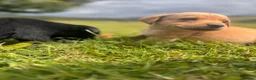 Labrador Retriever dogs for sale: Beautiful Kennel Club Registered Labradors Puppies in Brechin - Advert 13