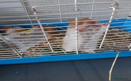 Hamster rodents for sale: Baby syrian hamsters long and short hair £12 each in Manchester - Image 13