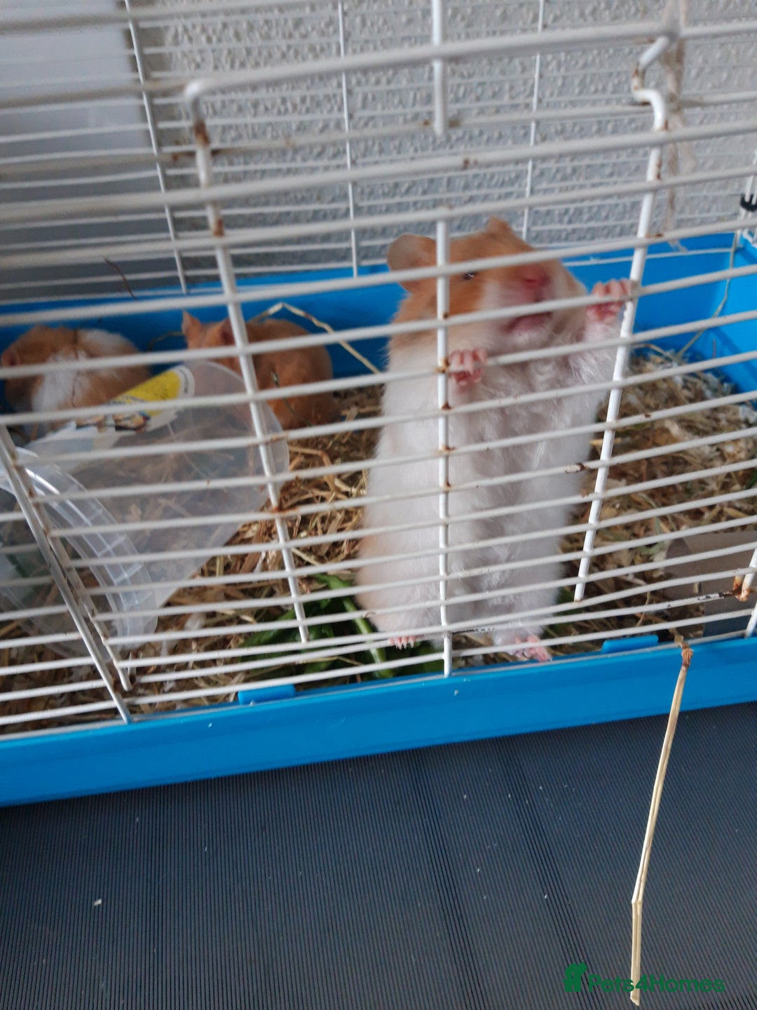 Hamster rodents for sale: Baby syrian hamsters long and short hair £12 each in Manchester - Image 13
