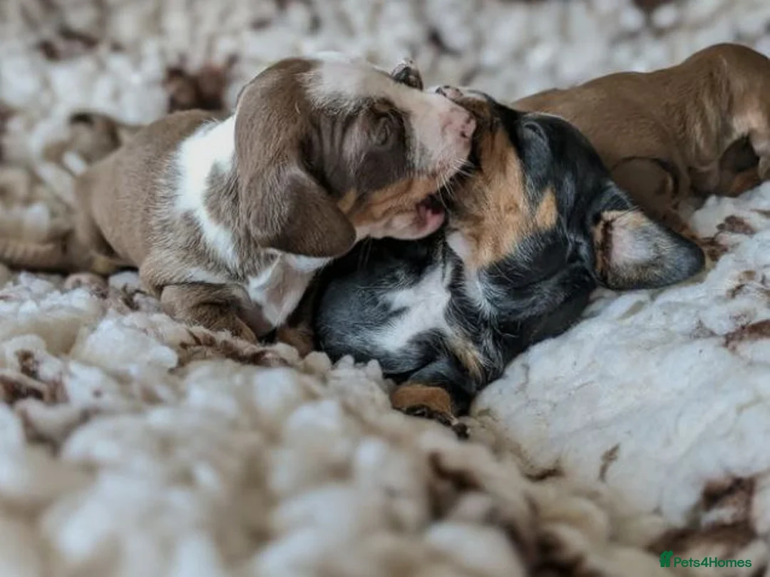 Miniature Dachshund dogs for sale: BEAUTIFUL MINIATURE DACHSHUND PUPPIES in Cramlington - Advert 2
