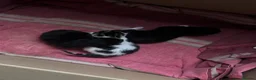 Mixed Breed cats for sale: Gorgeous fluffy kittens  - Advert 6