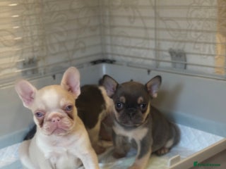 French Bulldog dogs PRICE DROP Beautiful Litter Of French Bulldogs - Advert 3