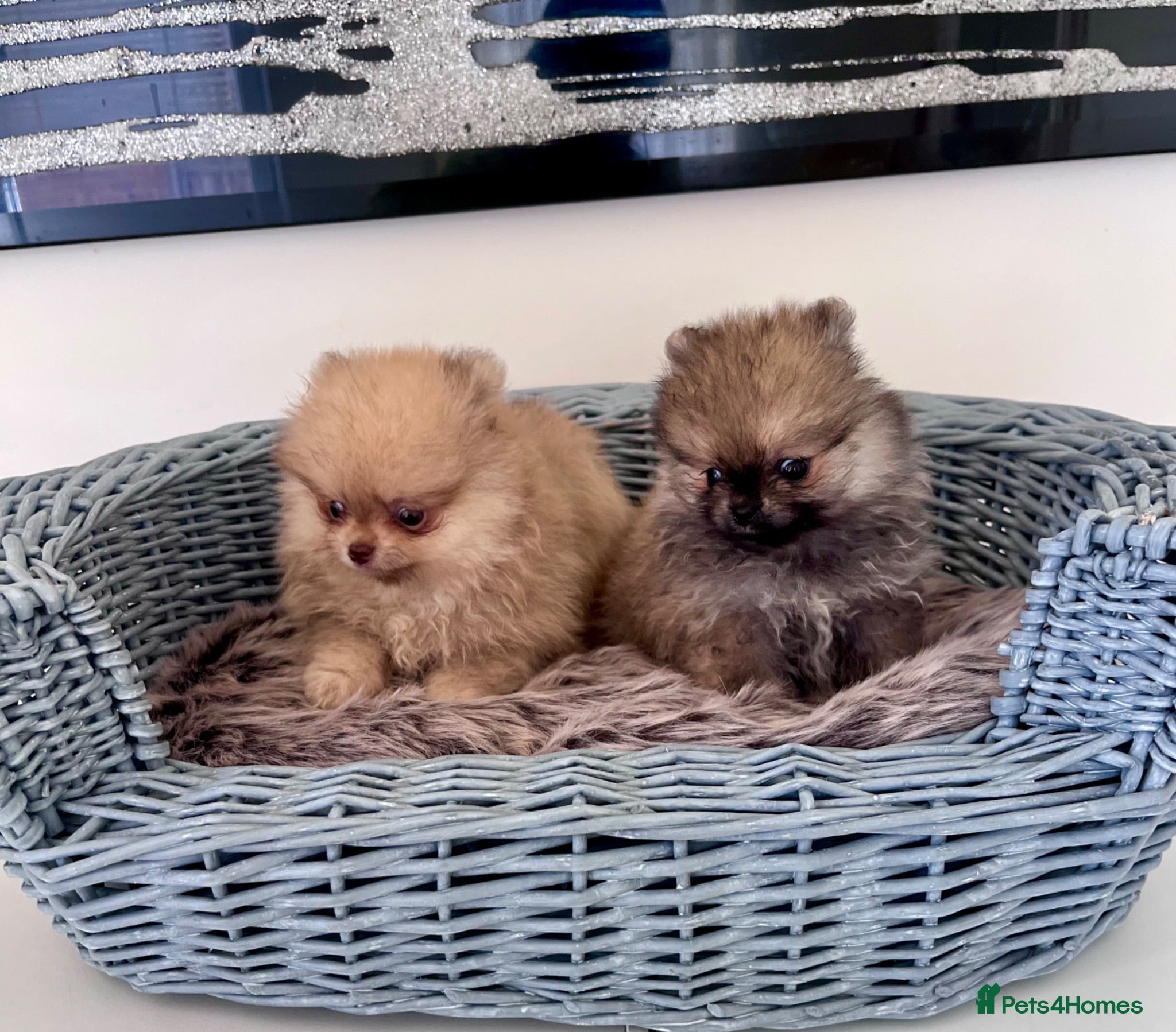 Pomeranian dogs 🔥Outstanding 450gr at 8 weeks🐻🏆 - Advert 1
