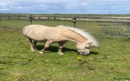 Shetland pony horses for sale: Duo of Miniature Ponies FOR SALE 🐴❤️ - Image 1