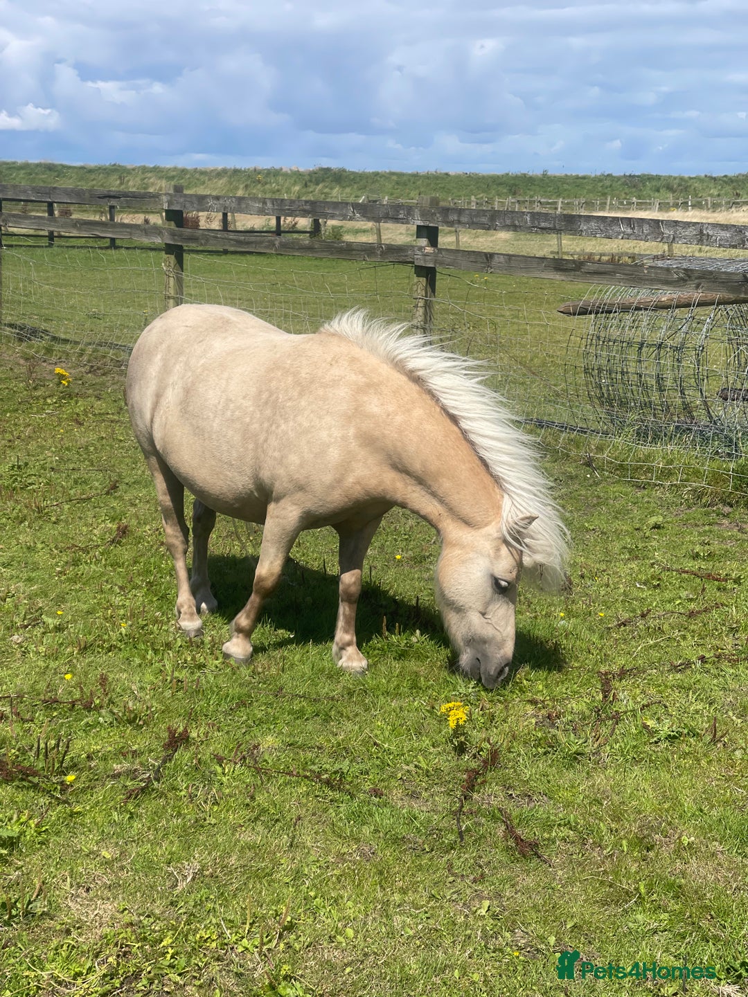 Shetland pony horses for sale: Duo of Miniature Ponies FOR SALE 🐴❤️ - Image 1