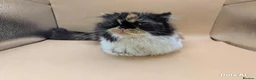 Exotic cats for sale: Meet Calliope- your future landlady  - Advert 8