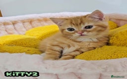 British Shorthair cats for sale: Adorable Kittens Ready For Reservation  - Image 19