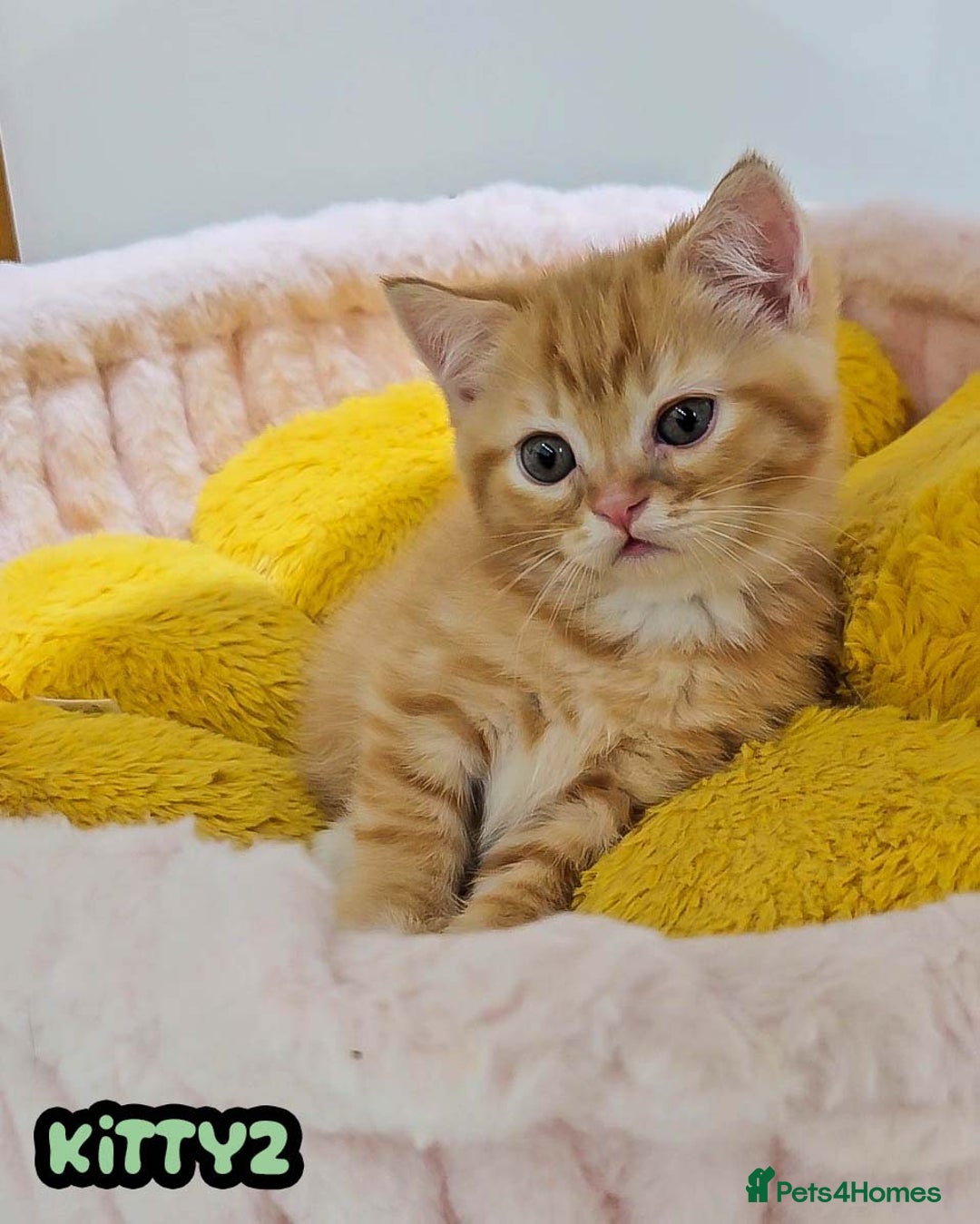 British Shorthair cats for sale: Adorable Kittens Ready For Reservation  - Image 19