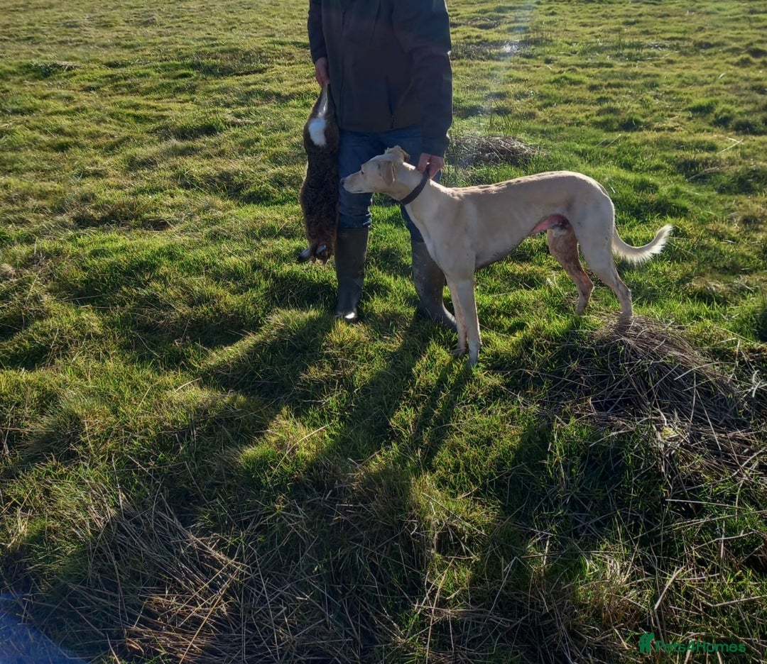 Lurcher dogs for sale: last pup lurcher dog - Advert 7