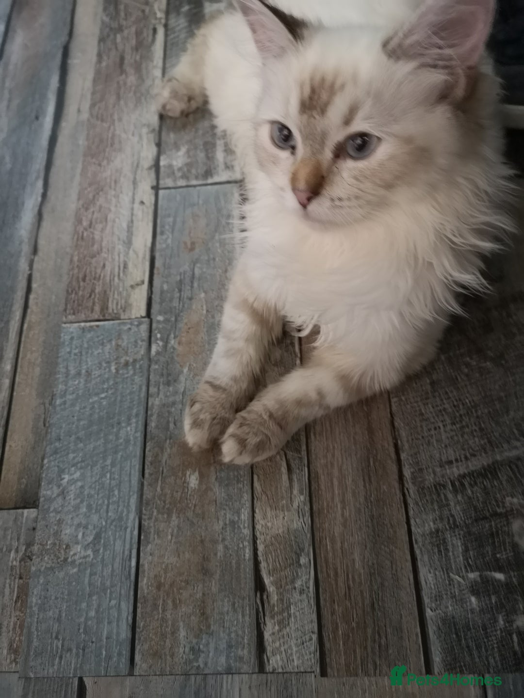 Ragdoll cats for sale: TICA Ragdoll Kittens (pet only)  - Image 11