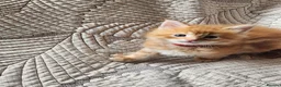 Maine Coon cats for sale: Maine Coon Litter of 5 now reserving - Advert 5