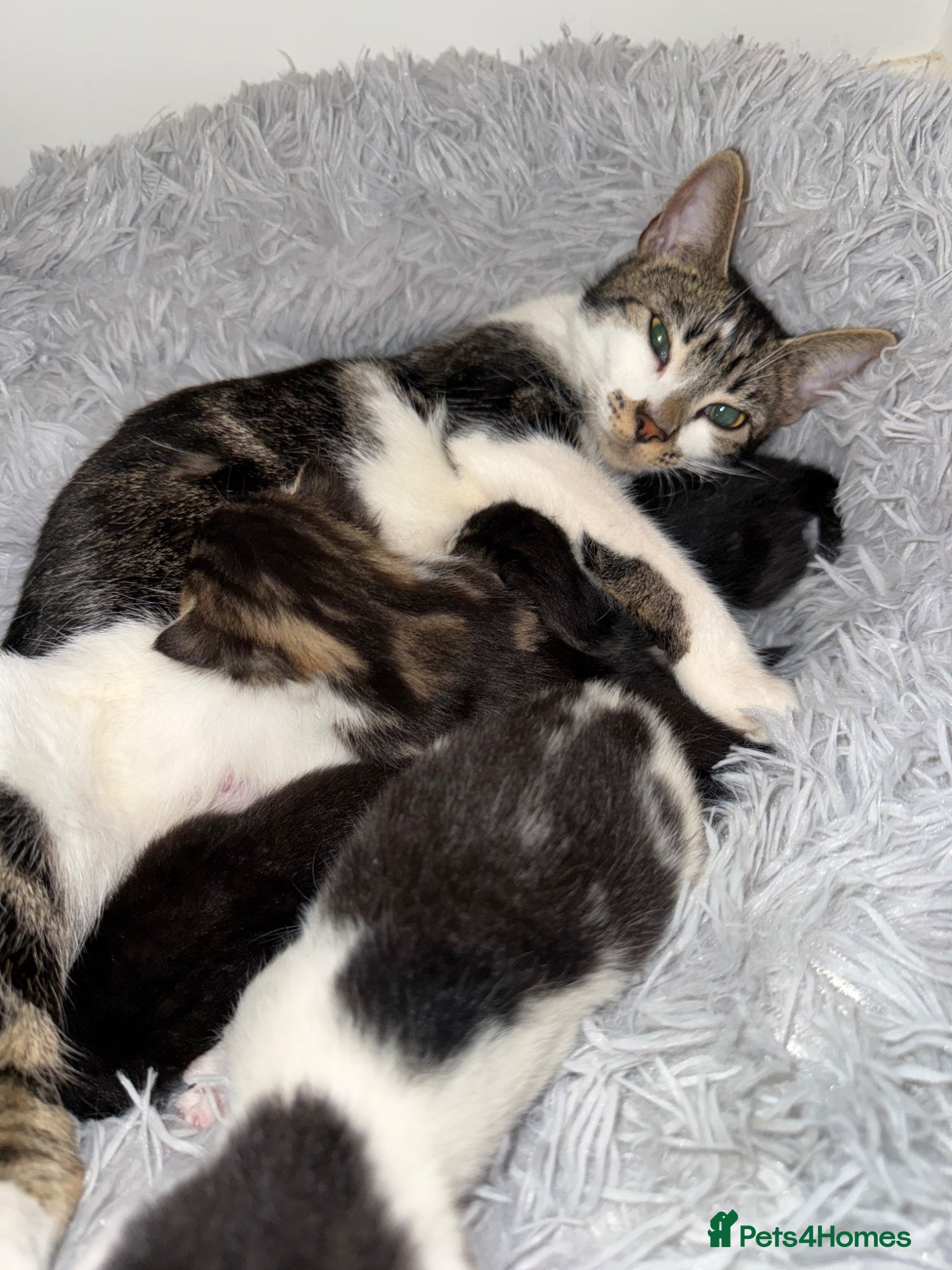 Mixed Breed cats for sale: Kittens  - Advert 1