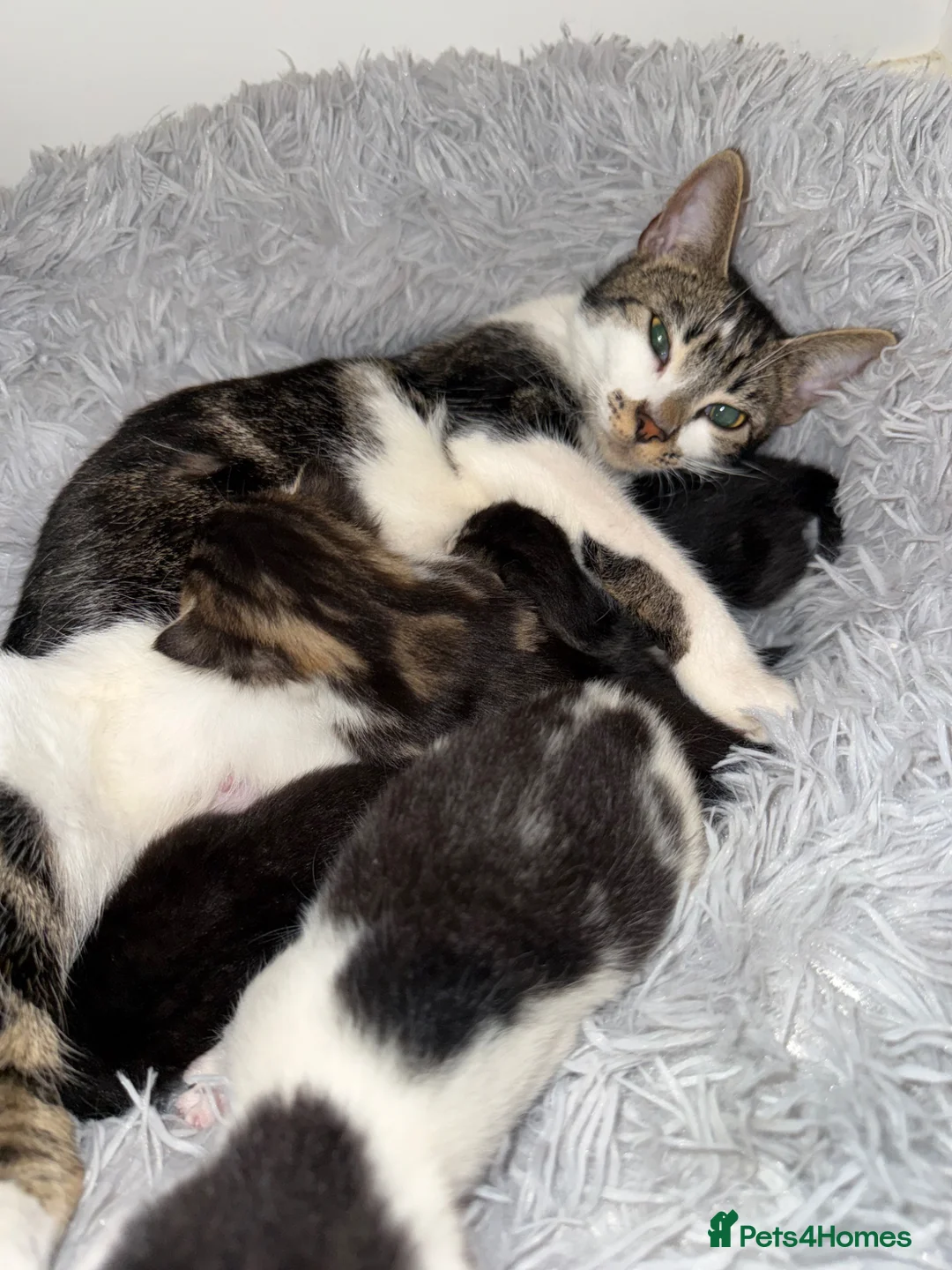 Mixed Breed cats for sale: Kittens  - Advert 1