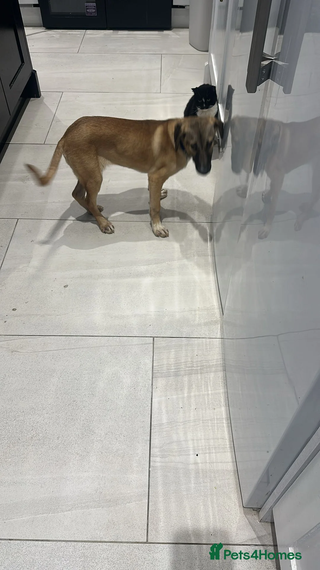 Mixed Breed dogs for adoption: Dolce is a 5 month Macedonian rescue pup  - Advert 2