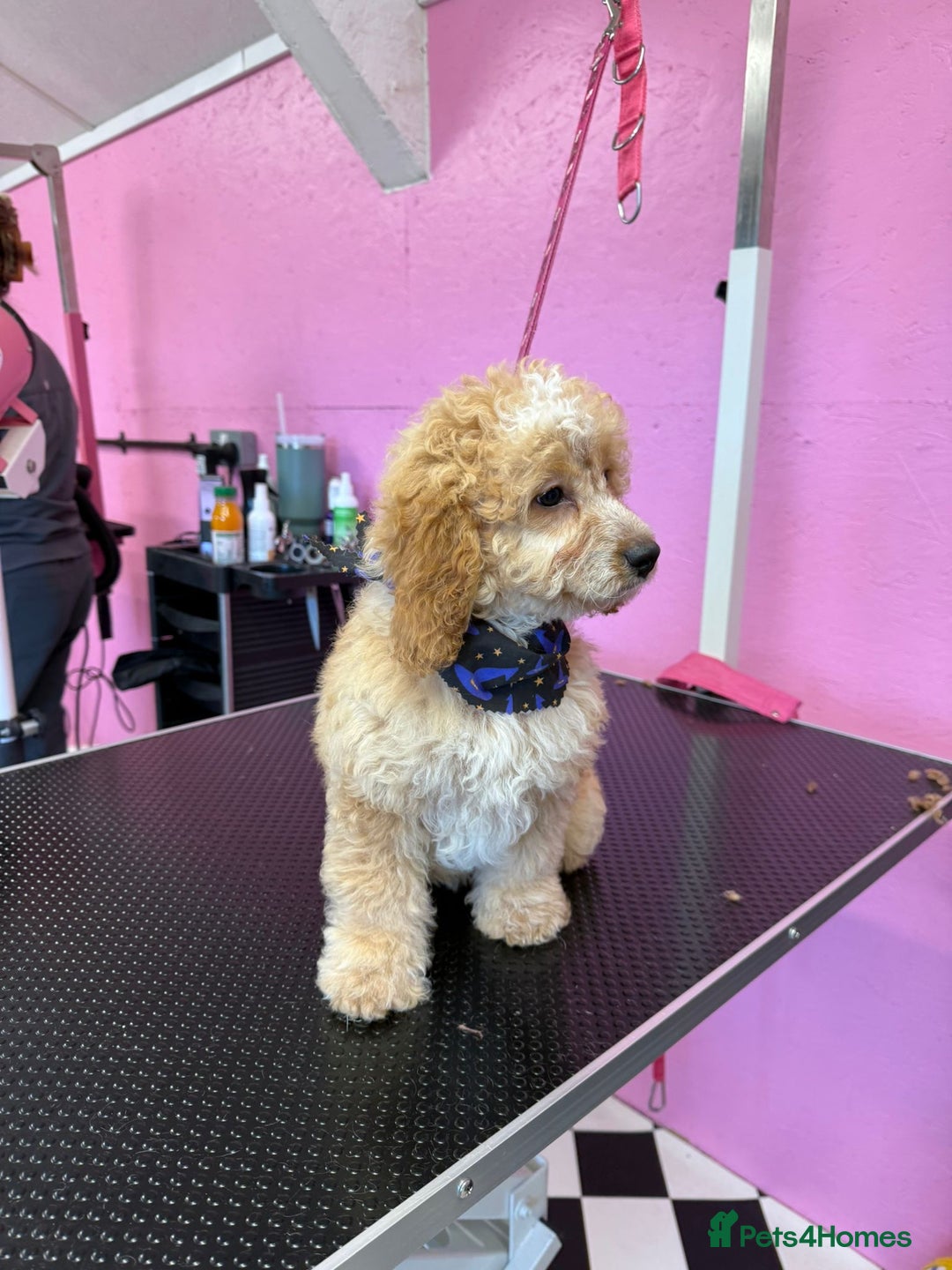 Cockapoo dogs for sale: Cockapoo puppies  - Image 7