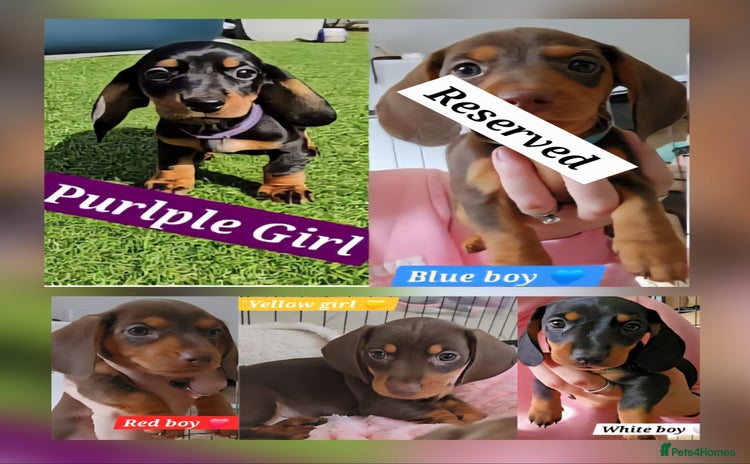 Miniature Dachshund dogs - Advert 4