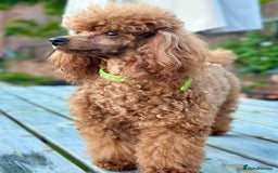 Toy Poodle dogs for stud: PROVEN TOY POODLE KC REG FULL DNA TESTED STUD - Image 1