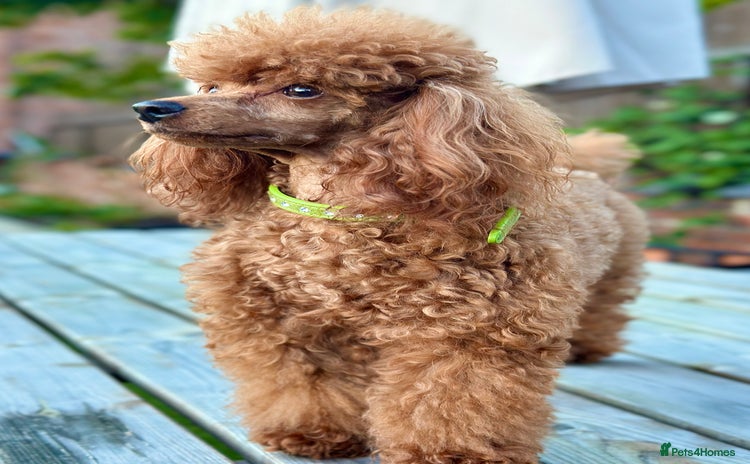 Toy Poodle dogs - Advert 5