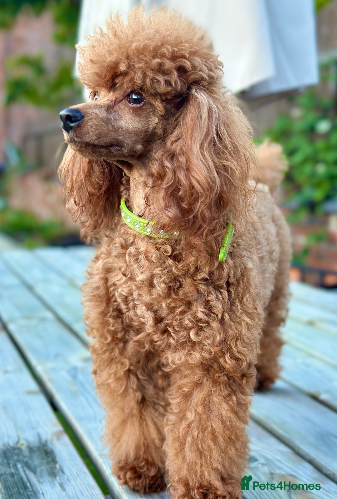 Toy Poodle dogs for stud: PROVEN TOY POODLE KC REG FULL DNA TESTED STUD - Image 1