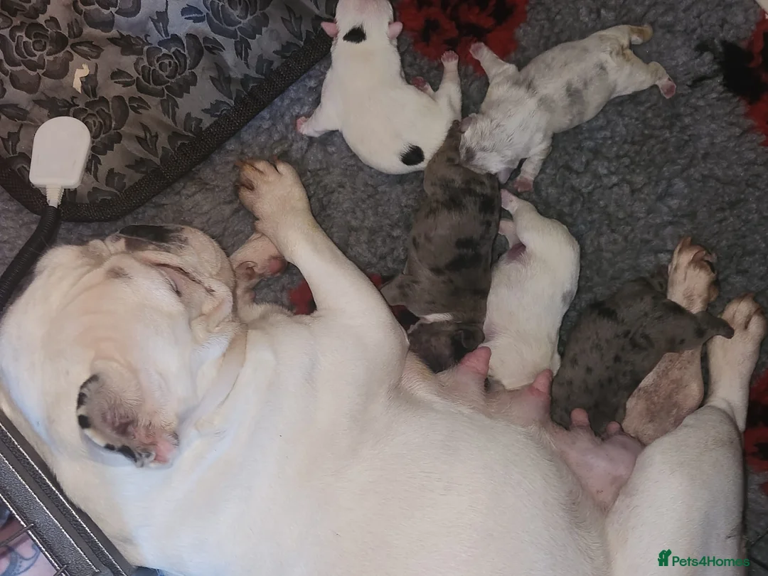 French Bulldog dogs for stud: Blue and tan quad merle in Sheffield - Advert 32