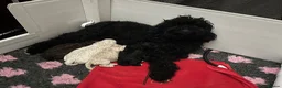 Mixed Breed dogs for sale: Intervariety Brown phantom Male Poodle  in Rugeley - Advert 20