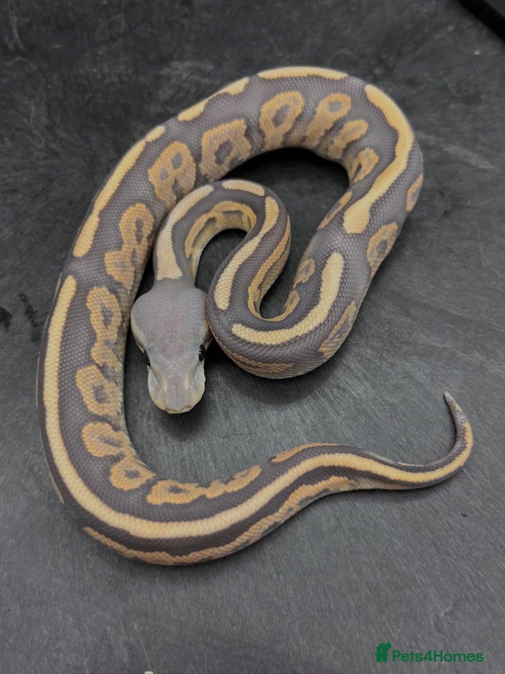 Python Snake reptiles Cinnamon Fire DG Pos Chocolate Pos DH Hypo Pied - Advert 1