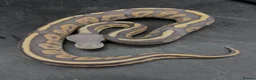 Python Snake reptiles for sale: Cinnamon Fire DG Pos Chocolate Pos DH Hypo Pied - Advert 1