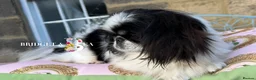 Pekingese dogs for sale: 1 year old kc female - Advert 6