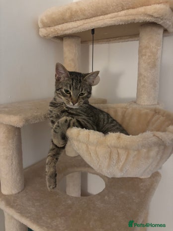 American Shorthair cats - Advert 2