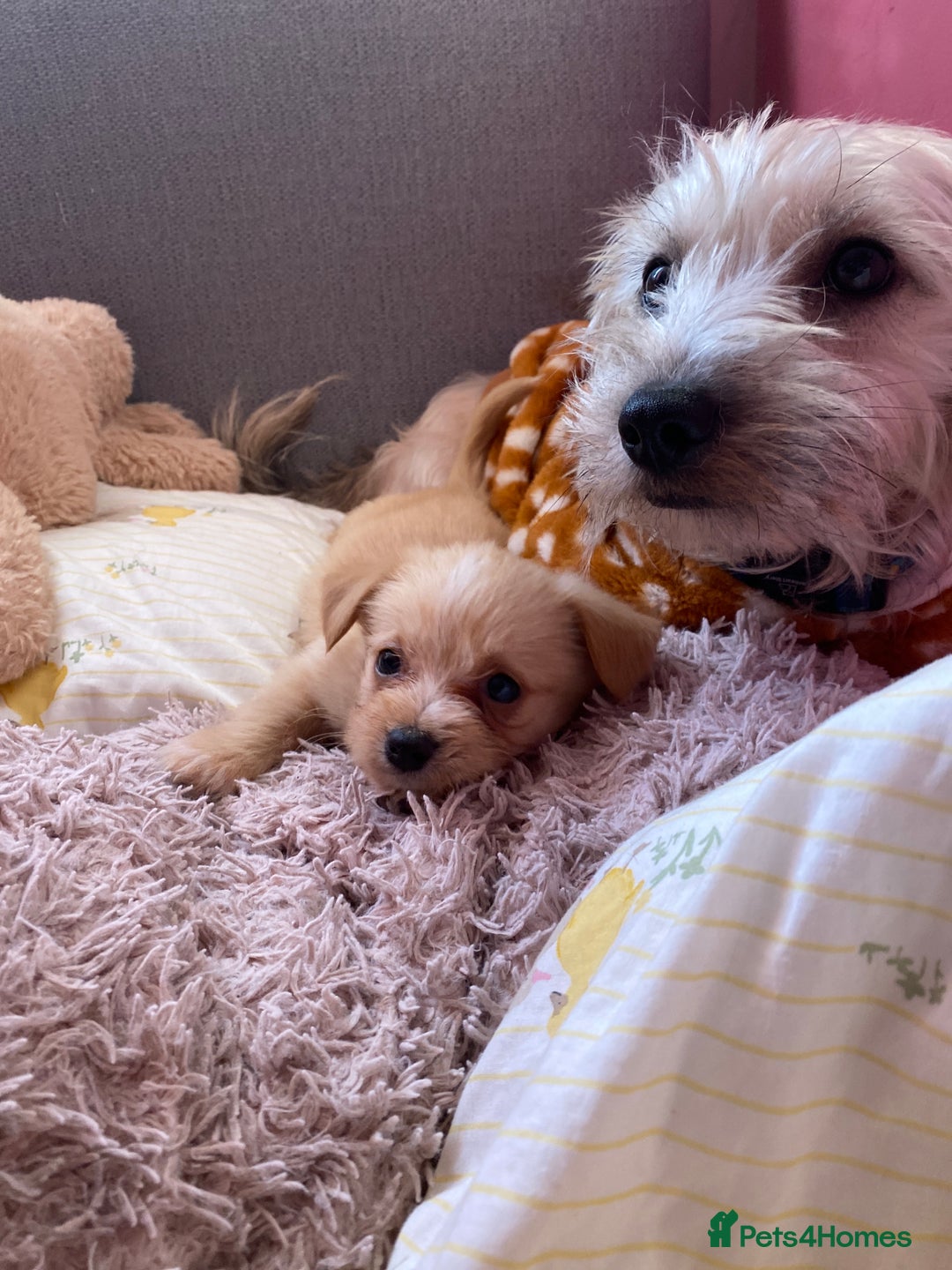 Mixed Breed dogs for sale: Terrier x pom - Advert 7