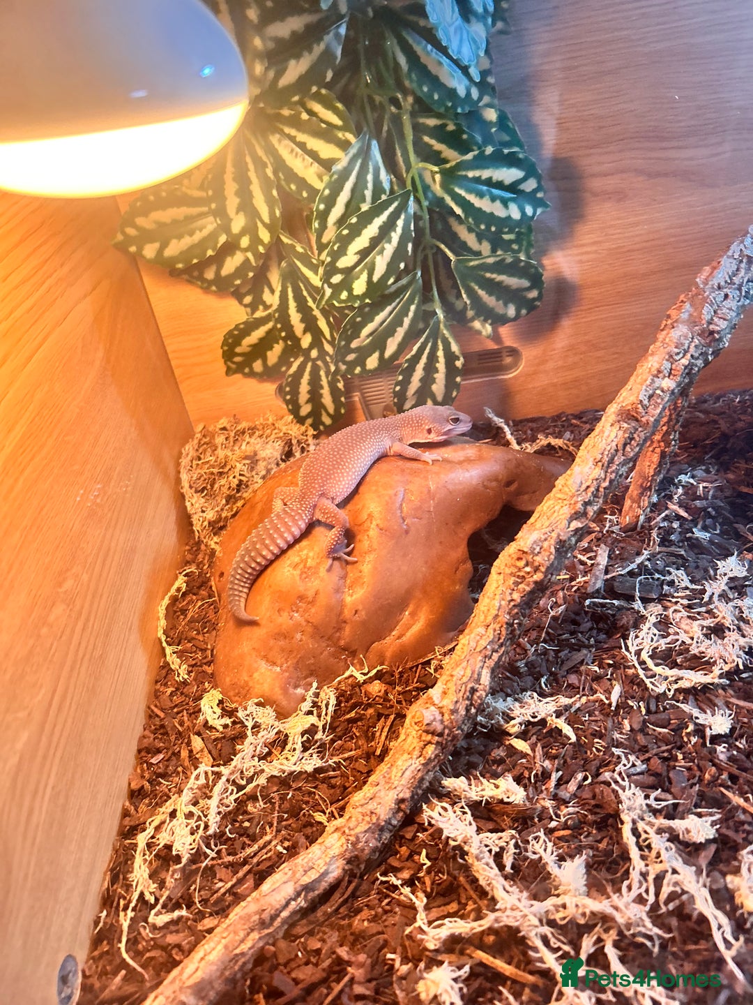 Leopard Gecko reptiles for sale: only selling the crested gecko. lg aren’t for sale - Advert 4