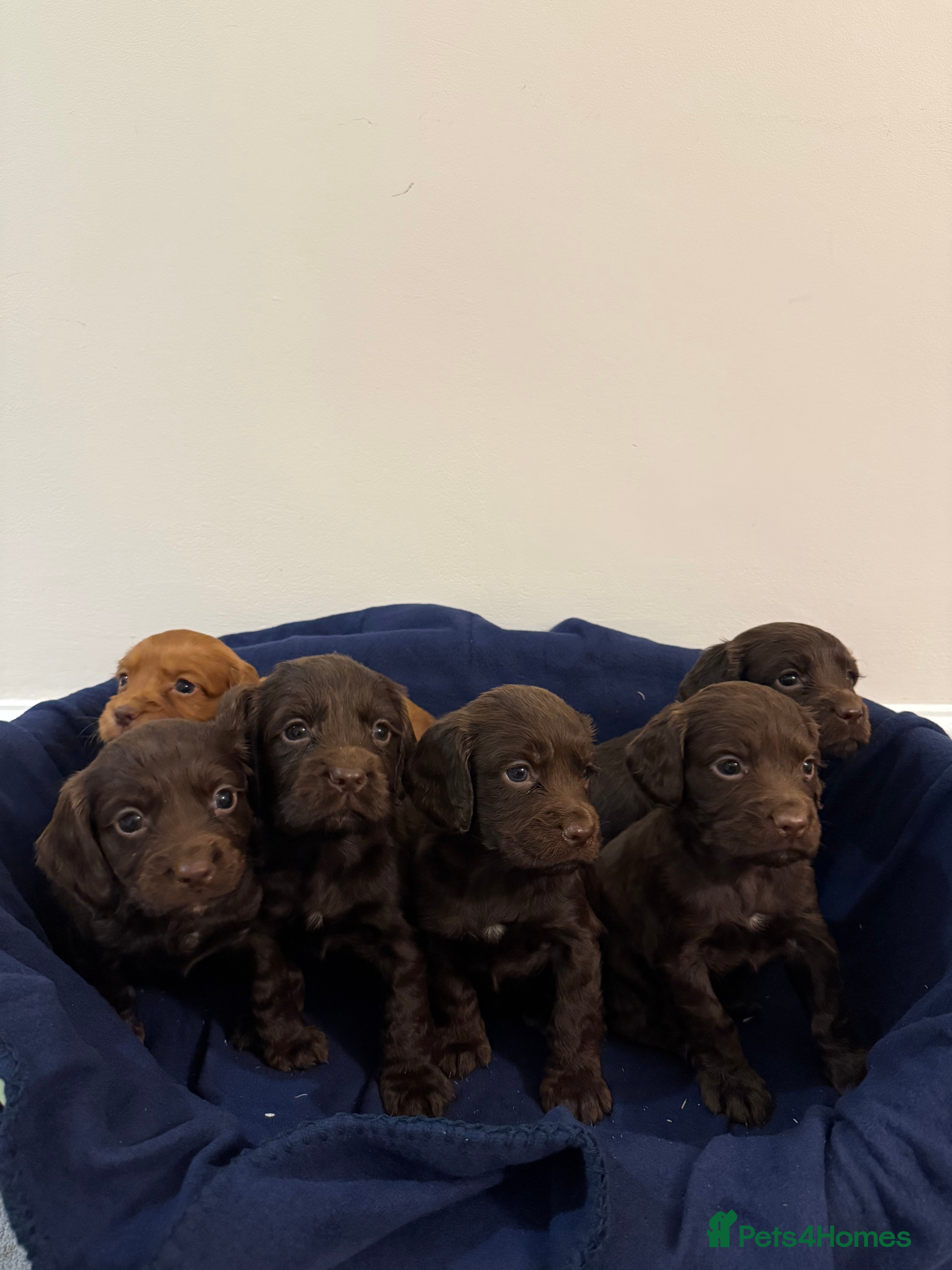 Cocker Spaniel dogs Adorable litter of 6 puppies - Advert 1
