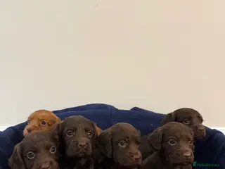 Cocker Spaniel dogs Adorable litter of 6 puppies - Advert 1