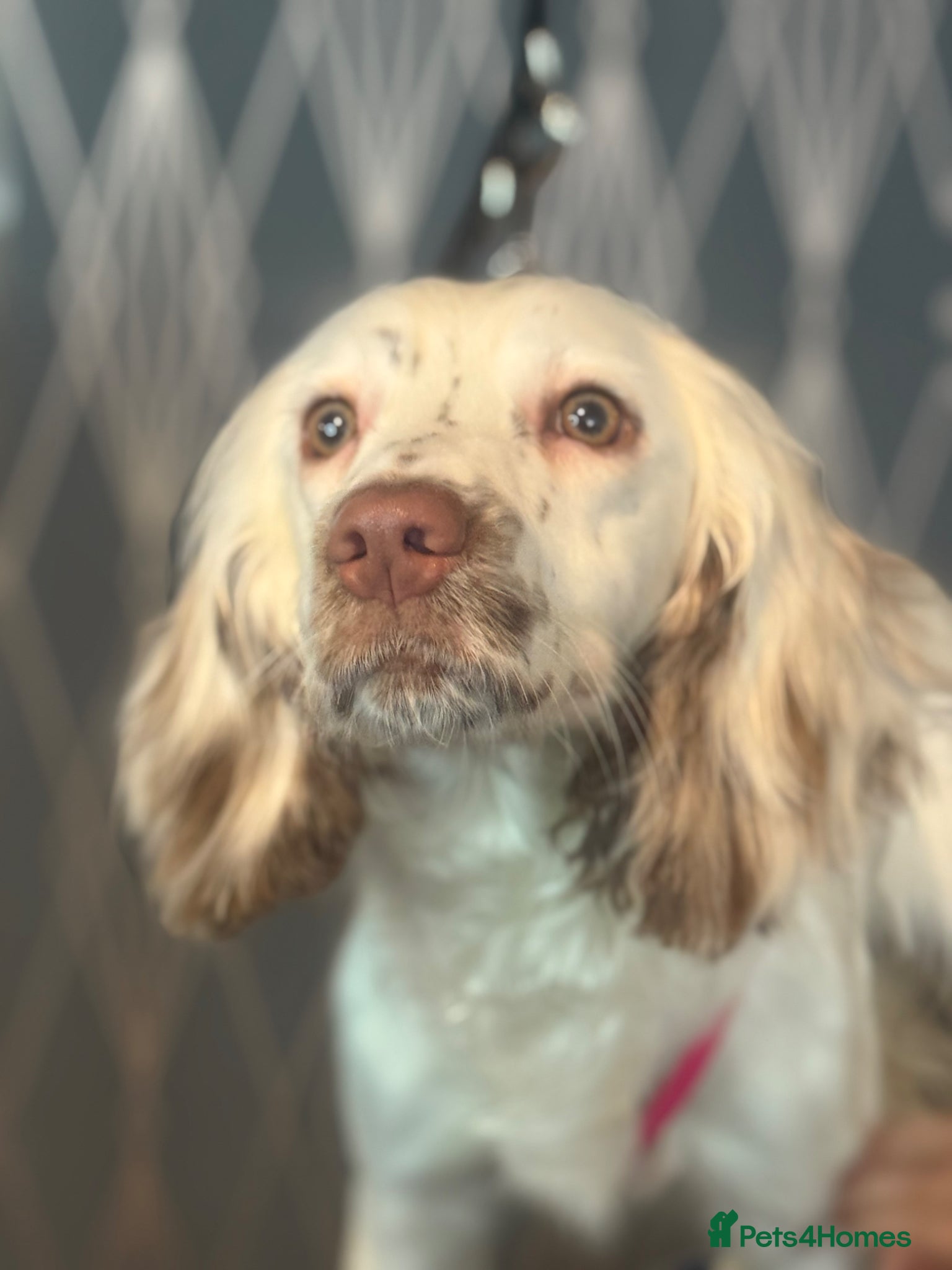 English Springer Spaniel dogs Beautiful 2yr Eng Springer Spaniel for Rehome - Advert 1