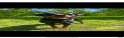 Boxweiler dogs for sale: Boxer x Rottweiler puppies  - Advert 2