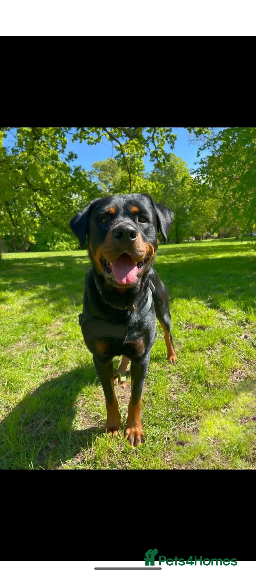 Boxweiler dogs for sale: Boxer x Rottweiler puppies  - Advert 2