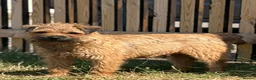 Border Terrier dogs for sale: 🐾 Licensed breeder of KC border terrier puppies  - Advert 7